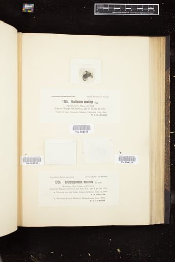 Oscillatoria curviceps