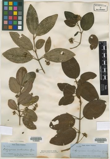Calycogonium involucratum