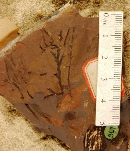 Widdringtonites subtilis