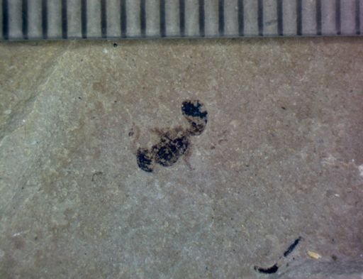 undet. Hymenoptera