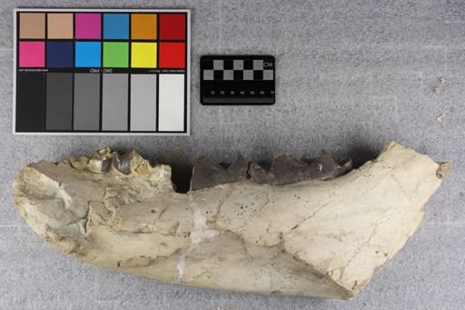 Brontotherium?