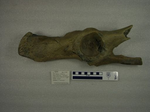 Odobenus rosmarus