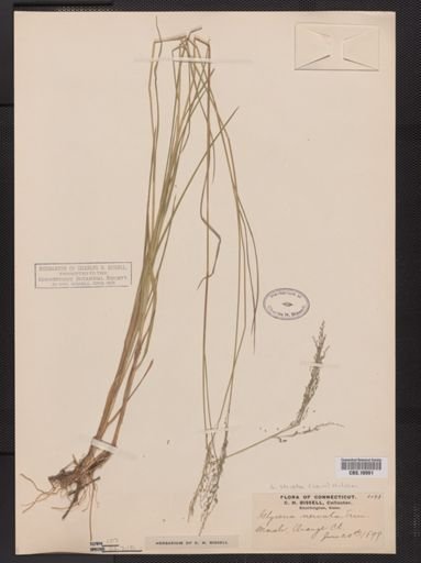 Glyceria striata