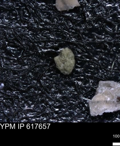 undet. Foraminiferida