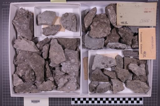 mixed taxa, stratigraphic collection