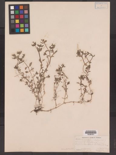 Stellaria media