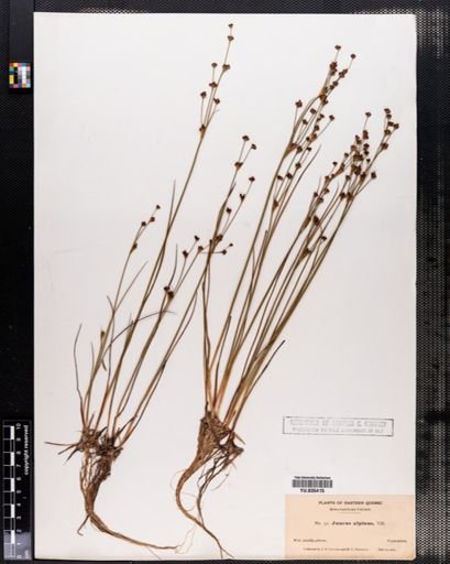 Juncus alpinus