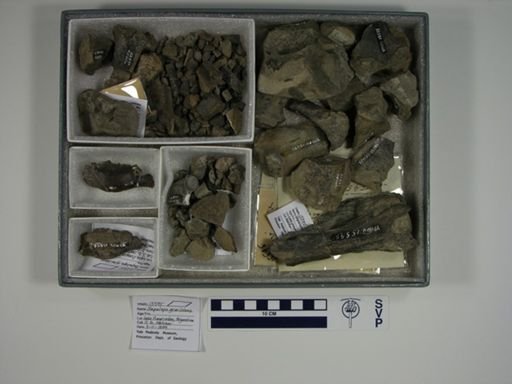 Hapalops gracilidens