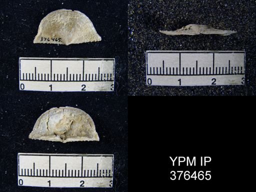 Chonetes granulifer