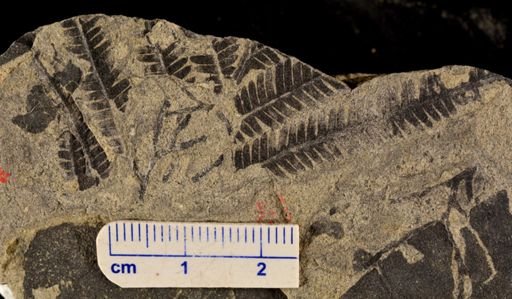 Calcaropteris boeselii