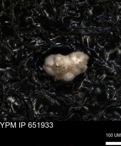 undet. Foraminiferida