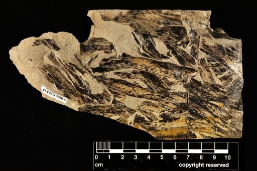 Taeniocrada dubia
