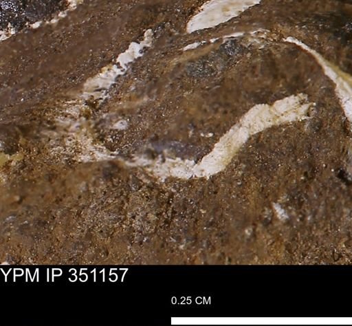 Granocardium?