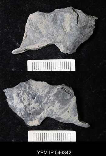 undet. Eurypterida