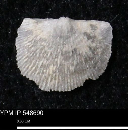 Stropheodonta perplana