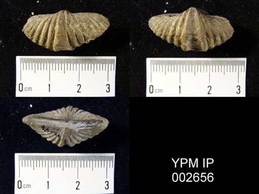 Spirifer sp.