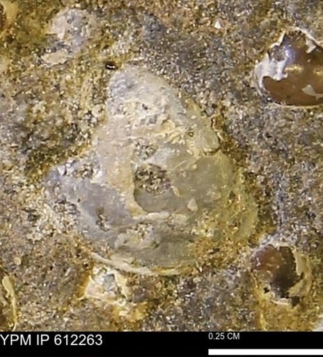 undet. Bivalvia