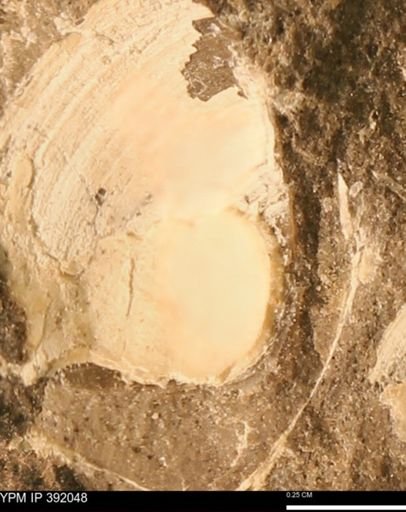 Protocardia sp.
