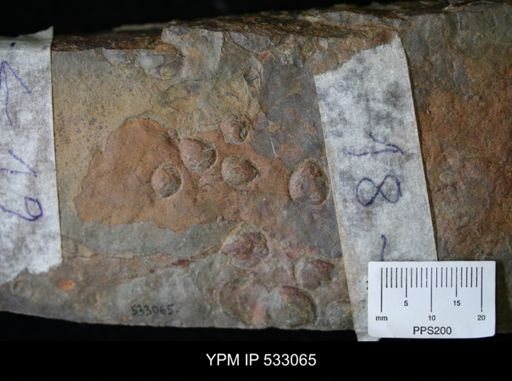 undet. Brachiopoda