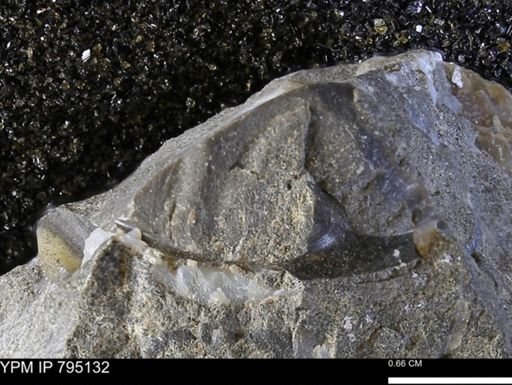 undet. Mollusca