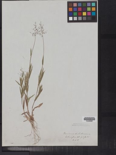 Panicum implicatum