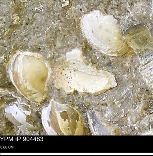 undet. Mollusca