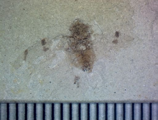 undet. Hemiptera