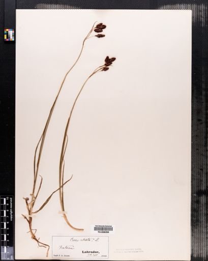 Carex