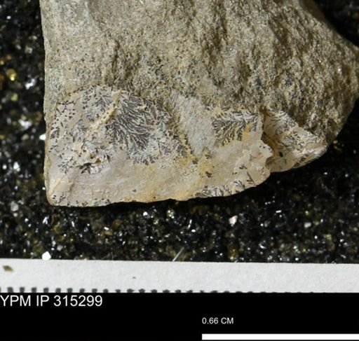 undet. Mollusca