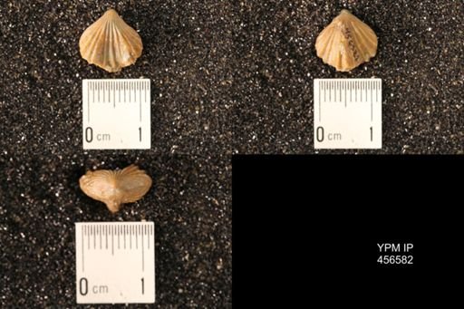 Rhynchonella dentata