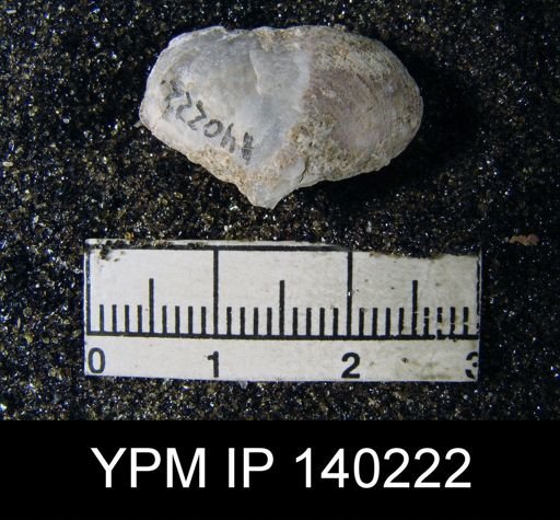 Athyris cf. subexpansa