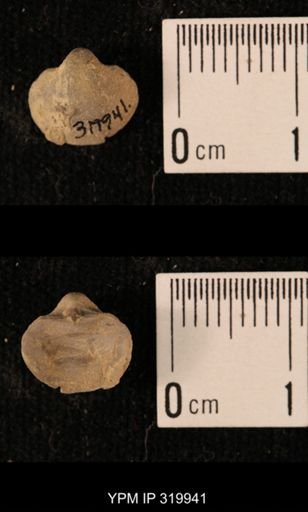 Ambocoelia planoconvexa