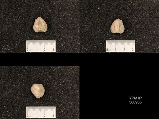 Rhynchotrema capax