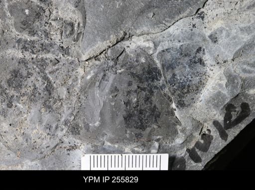 Hughmilleria sp.