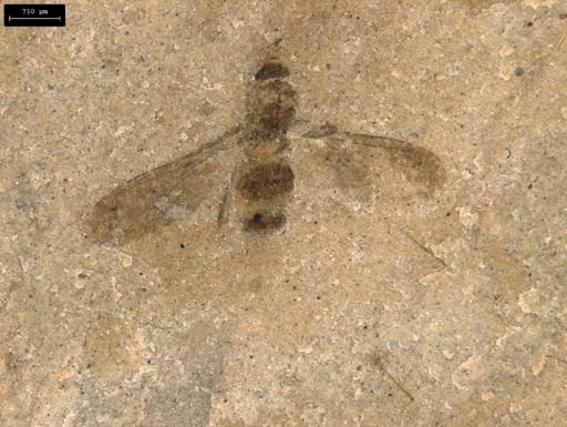 undet. Diptera