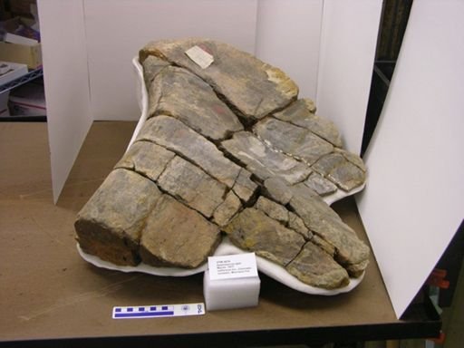 Apatosaurus ajax