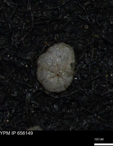 Alveolophragmium linki