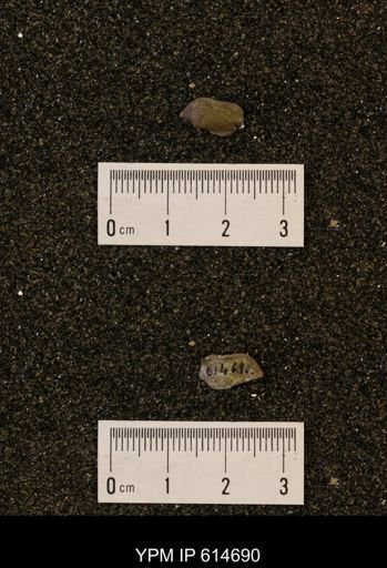 Parallelodon (Cosmetodon) sp.