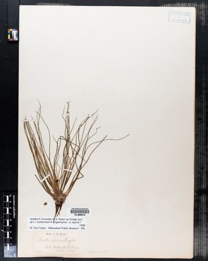 Isoetes