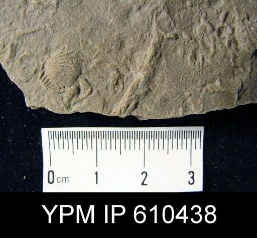 Camarotoechia sp.