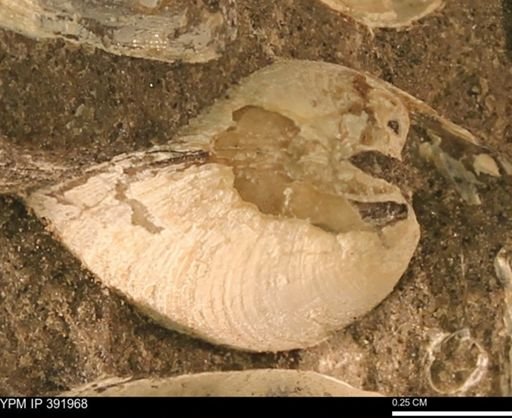 Protocardia sp.