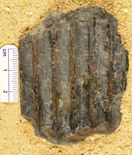 Syringodendron sp.