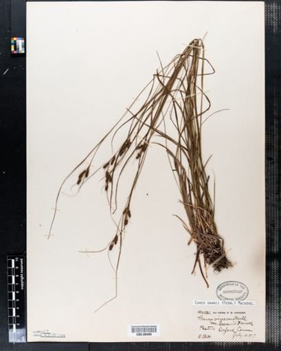 Carex swanii