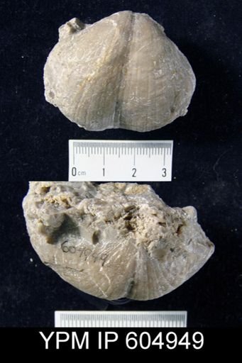 Spirifer (Mesochorispira)?
