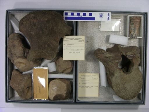 Mammuthus?