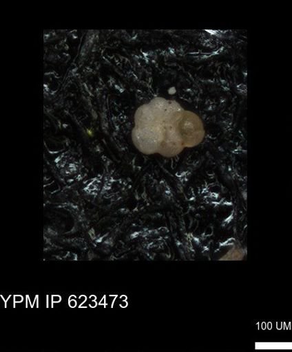 undet. Globigerinina