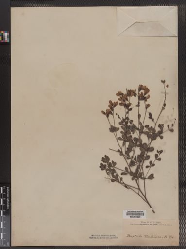 Baptisia tinctoria