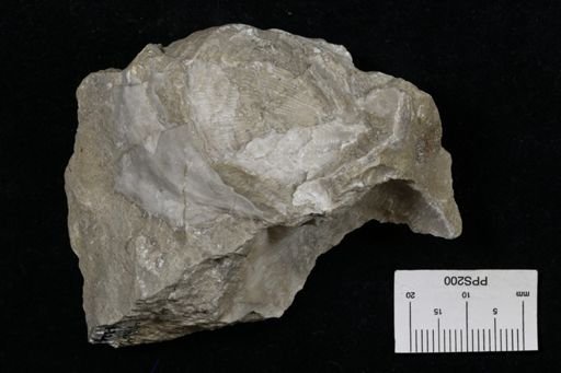 Linoproductus prattenianus