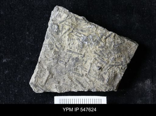 Tentaculites sp.