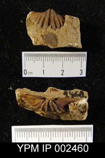 Arduspirifer latestriatus